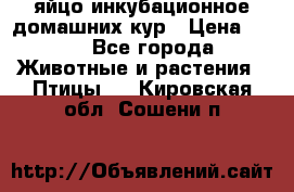 яйцо инкубационное домашних кур › Цена ­ 25 - Все города Животные и растения » Птицы   . Кировская обл.,Сошени п.